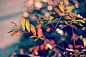 autumn-leaf-3881675__340