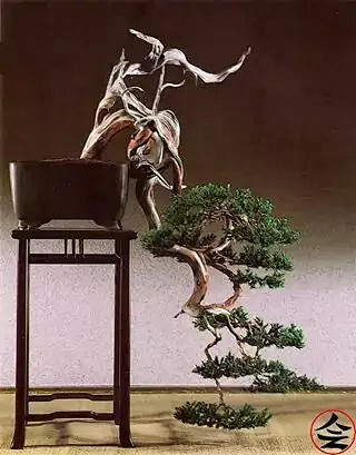 可低頭，絕不失傲骨。