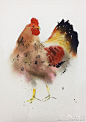 还是忍不住画了好多鸡，还是要祝大家鸡年大吉吧！
另外！转发这条微博，大年初一、初二、初三分别抽一名粉丝任意选下图一张送原稿。#美术##水彩教程##水彩过程# ​​​​