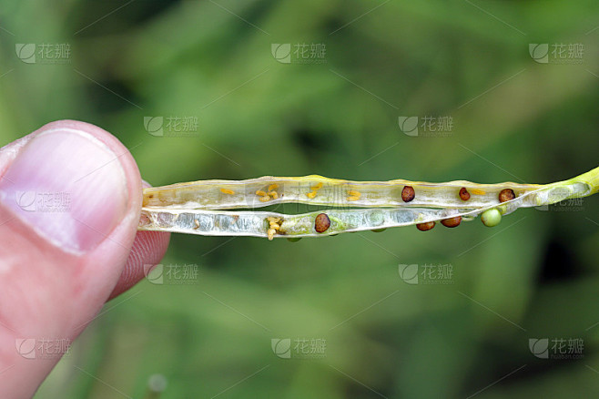 油菜荚中囊荚蠓幼虫。