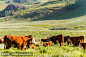 黄牛
Cattle