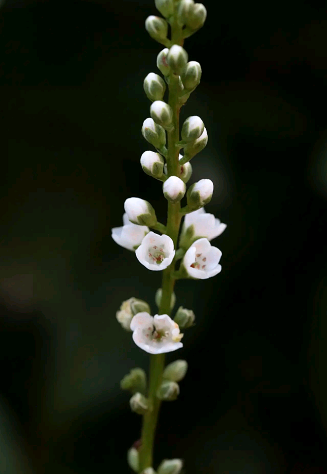 星宿草别名红根草散血草