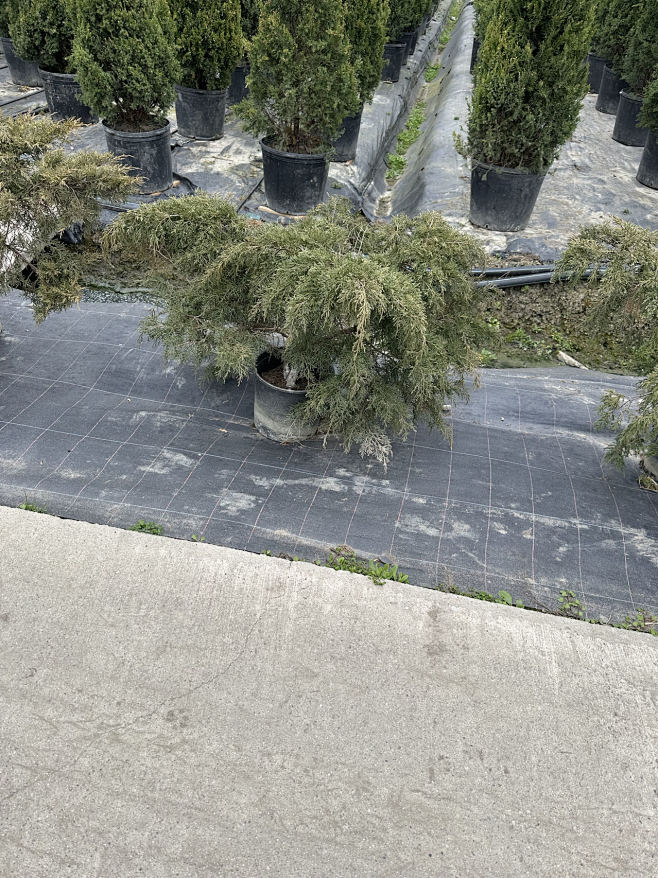 铺地柏