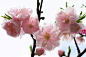 花, 春天, 樱花, 美丽的, 自然, 夏天, 粉色的, 花瓣, 蜜蜂
