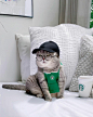 Conheça Benson, Um Gatinho De Muita Personalidade : Sejam todos bem-vindos, hoje gostaríamos de apresentar a vocês um gatinho muito especial chamado Benson. Benson é um gato que foi resgatado e adotado diretamente das ruas e sua personalidade peculiar e r