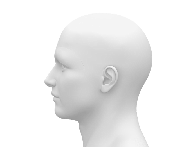 人体模型头部