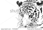 Tiger face and head close up isolated on white for business card or clip art, has copy space, hand drawn ink sketch in high resolution jpeg
