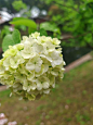 各位最近去看花了吗？ NGA玩家社区 P3