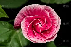 花蕾亮粉色花瓣。宏观的花。