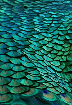 Peacock feathers