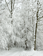 森林,大风雪,路,垂直画幅,雪,无人,透视图,户外,树林,白色
