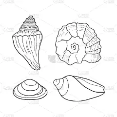 贝壳向量集。收集不同形式的贝壳。海洋集。手绘线条雕刻插图。设计元素的邀请，贺卡，海报，横幅，传单和更