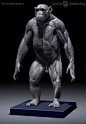 Chimpanzee Anatomy Model 1/6th scale