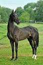 Akhal teke horse: