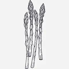线描茼蒿图标高清素材 png图形 水彩 线描 茼蒿 装饰 食物 免抠png 设计图片 免费下载