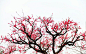 实拍春天红色桃花盛开图片电脑壁纸