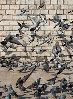 孤独的鸟类生活在城市环境中