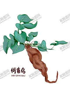 何首乌手绘植物中医中药高清抠图 【酷图网】何首乌,手绘,植物,中医,中药,高清,抠图,素材,插画,传统,古典,海报,展架,单页,宣传,挂画,教育,建康