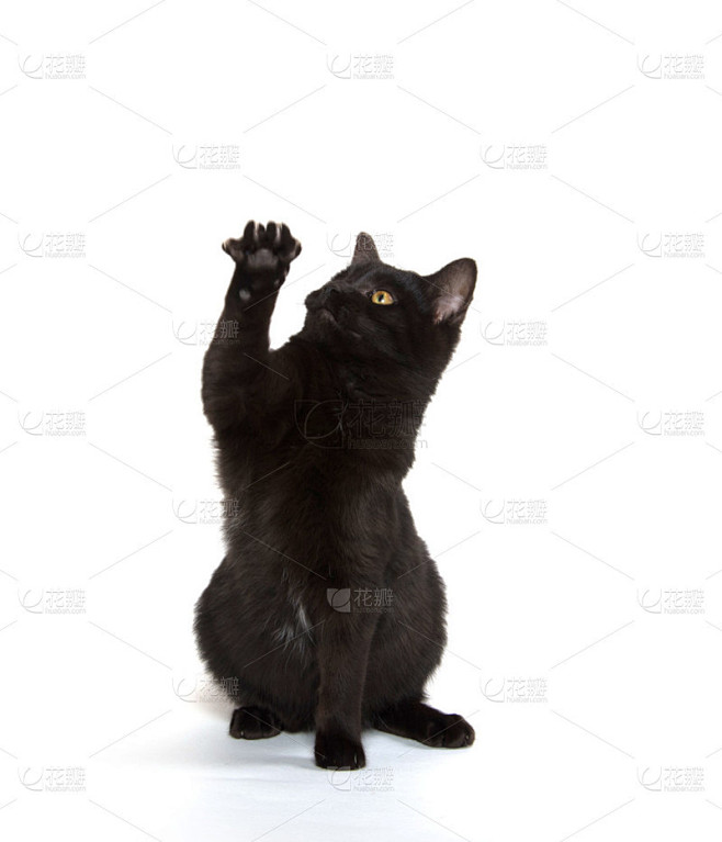 黑猫玩