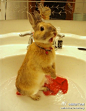兔妹子洗澡呢