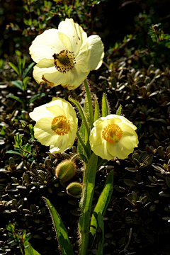 sunflowerつ采集到那些花儿