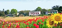 农村宣传海报banner 背景 设计图片 免费下载 页面网页 平面电商 创意素材