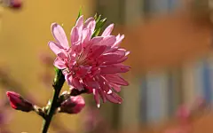 碧桃花高清花卉摄影图片电脑壁纸1920x1080