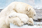 治愈系图片：北极熊母女相拥而睡 (5)