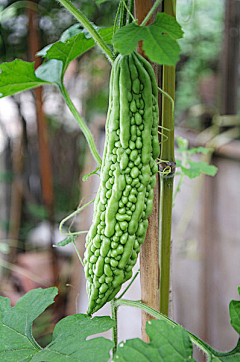 泽芥采集到Vegetables--蔬菜