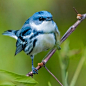 eBird Essentials | Bird Academy • The Cornell Lab : This free course guides you through how to get the most out of your eBirding experiences and invites you to become a part of this worldwide project.    ...