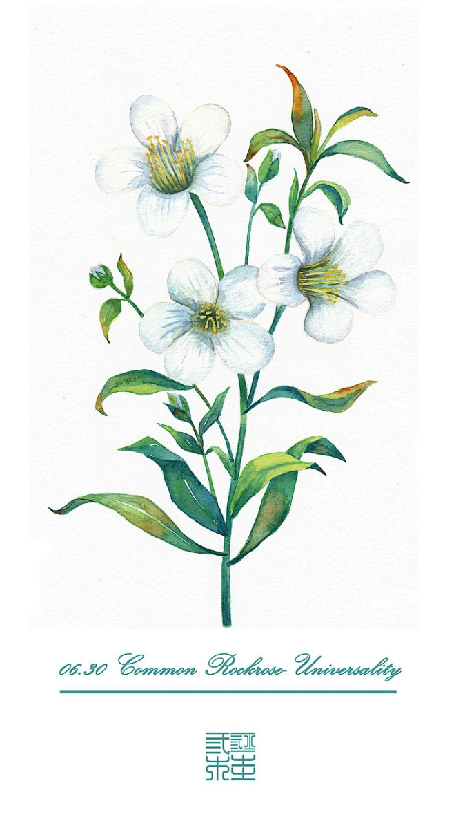#365 Days Birthday Flowers#06.30 生日花：石玫瑰（Common Rockrose）
