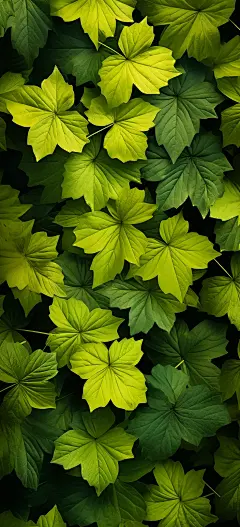 绿植树叶屏保