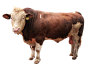 西门塔尔肉牛