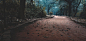 Empty Road in Forest