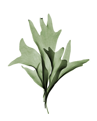 植物素材 PNG