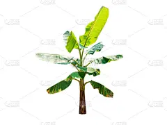 孤立的香蕉树上白色