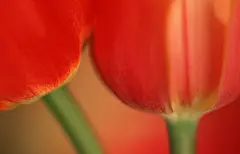 郁金香鲜花特写