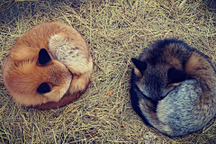 晴彦康月采集到Photography Animal