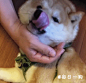 国外网友家的柴犬Mame还没满一岁，虽然年纪不大，但已经有一张颇具规模的大饼脸了！想把这张饼天天捧在手心上！ ​​​​