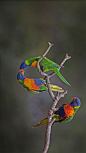 虹彩吸蜜鹦鹉，澳大利亚威勒比 (© Roger Powell/Minden Pictures)
虽然虹彩吸蜜鹦鹉这个名字听起来像是长尾鹦鹉的亲戚，但它们与鹦鹉科的关系更密切。虹彩吸蜜鹦鹉主要的食物来源是果树和花。它们常常成群聚集在果树和花上，当然，聚集在一起的原因是寻找配偶，就像照片中这两只倒立的虹彩吸蜜鹦鹉一样，它们可能遇到了这一生的“真爱”。