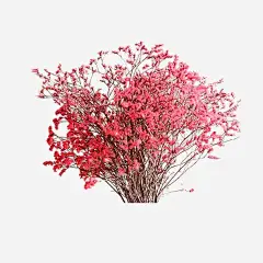 勿忘我干花png免抠素材 各色 设计图片 免费下载 页面网页 平面电商 创意素材 png素材