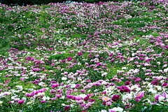 五彩缤纷的花园