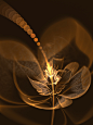 Growing Out of Two Worlds : Apophysis 7x.15C and Chaotica. This is the result of a collaboration between me and piethein21 . He wanted to make a special texture for a flower, so I made the base shape and he added his Xaos wiz...