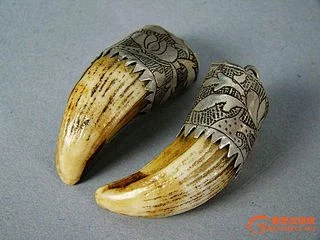 兽牙_360图片-花瓣网