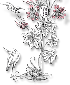 小·邪恶采集到植物