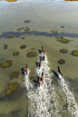 Wild horses of Shackleford Banks, Cape Lookout National Seashore, Carteret County, North Carolina