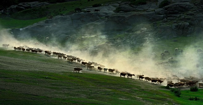 新疆阿勒泰哈萨克牧民夏季大迁徙图片