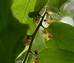 老鸦柿