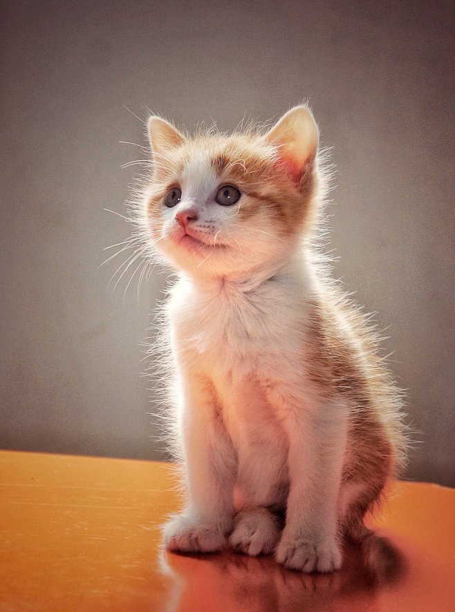 猫咪特写