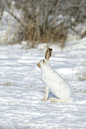 兔形目·兔亚科·兔属：白尾长耳大野兔（冬季）